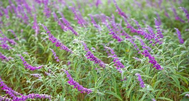 马鞭草一年开几次花？如何确保其持续开花？