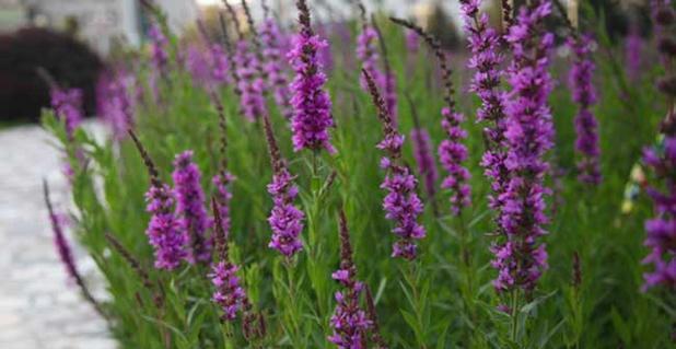 马鞭草一年开几次花？如何确保其持续开花？