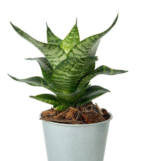 虎皮兰扦插的最佳时间是什么时候？几月份最适合进行虎皮兰扦插？