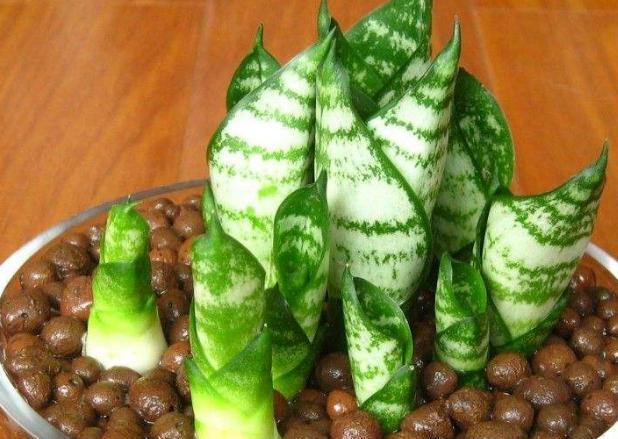 虎皮兰扦插的最佳时间是什么时候？几月份最适合进行虎皮兰扦插？