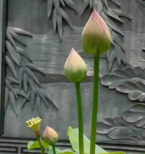 花开兄妹情（绽放的爱意）