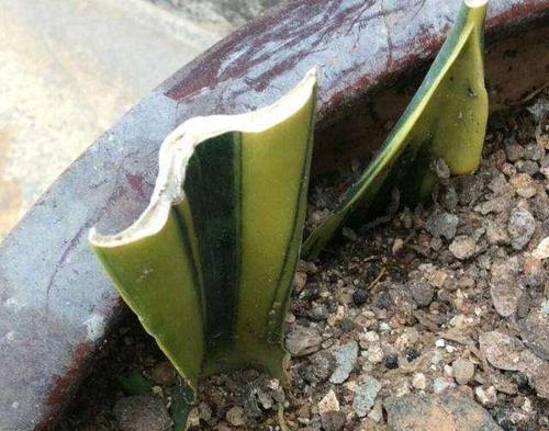 虎皮兰扦插的最佳时间是什么时候？几月份最适合进行虎皮兰扦插？