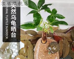 龟缸适合种什么植物？哪些植物对乌龟有益？