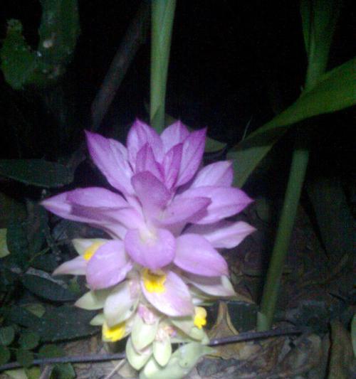 顽强生生不息的植物（探索自然奇迹）