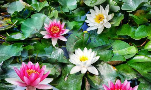 荷花的花语（探索荷花的花语）