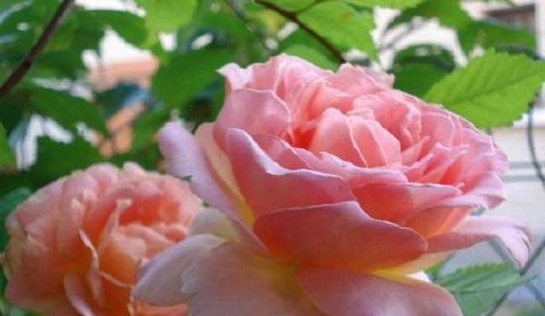 你是我的唯一——以百合花的花语为主题（用百合花传递爱意）