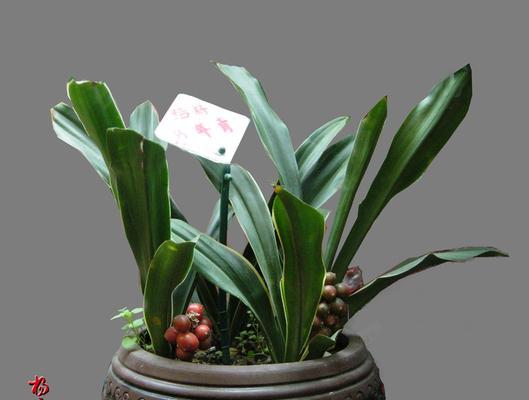 银皇后万年青花语——探秘这一神奇植物的内涵与魅力（银皇后万年青花语与生活的深刻寓意）