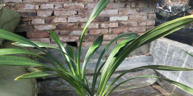 墨兰盆栽配土养殖方法是什么？花土配制需要注意哪些问题？