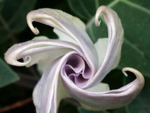 曼陀罗花（解读曼陀罗花的传说与象征意义）