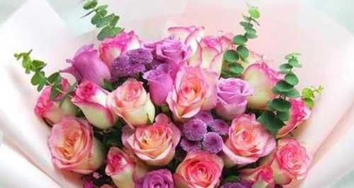 粉色玫瑰花的花语与意义（传递爱与温柔的粉色玫瑰）