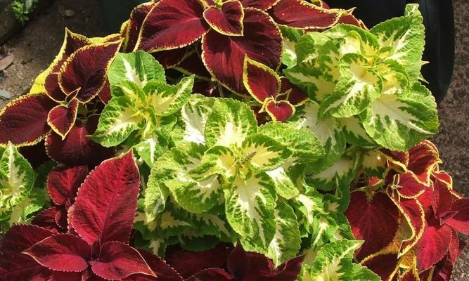 彩叶草叶子卷边怎么办？原因及解决方法是什么？