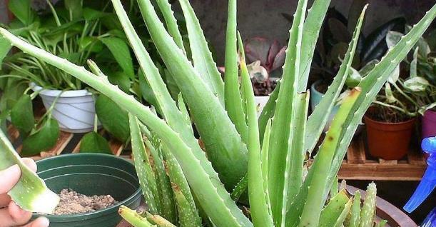 芦荟适宜生长的气温是多少？如何调整室内温度以促进芦荟生长？