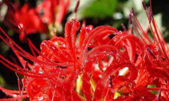 曼陀罗华花语解析（探寻曼陀罗华的神秘花语）