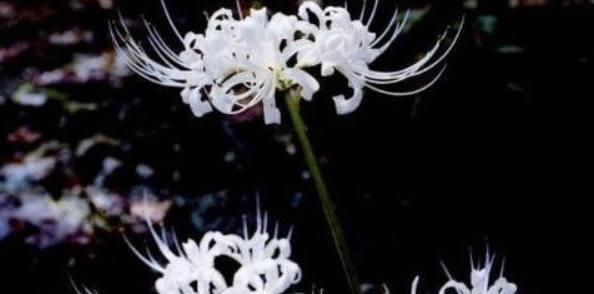 曼陀罗华花语解析（探寻曼陀罗华的神秘花语）