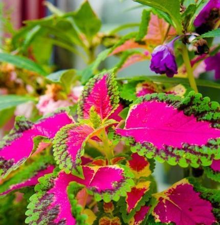 彩叶草的花语和寓意（彩叶草的花语揭示人生智慧）