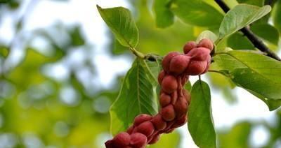 白玉兰结果真的可以食用吗？食用后需要注意什么？_花植网