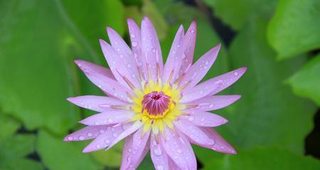 荷花的象征意义与内涵（水中的清雅之美）