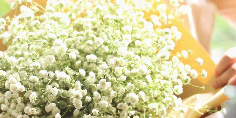 满天星，寄托真挚情感的花语（以送满天星表达深深的祝福）