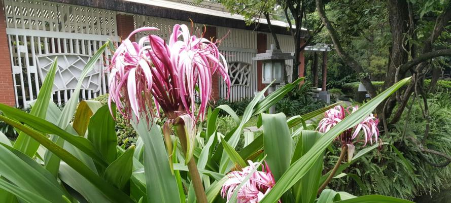 文殊兰的花语及代表意义（探寻文殊兰的神秘之美）