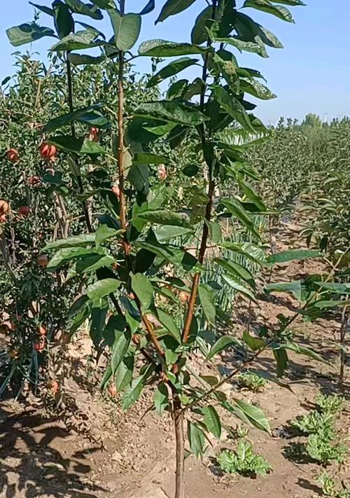 湖南适合种植车厘子树吗？种植条件和注意事项是什么？