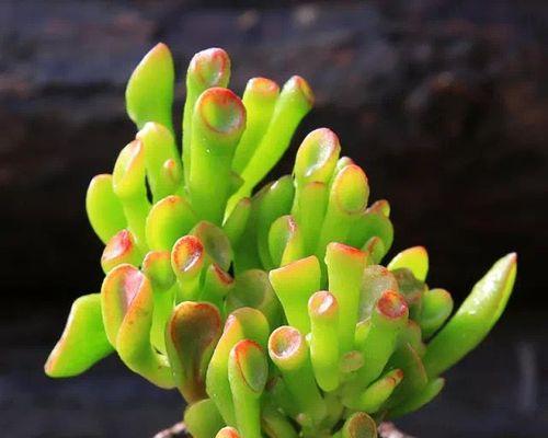 花朵的财富象征（探索花朵代表财富的奥秘）