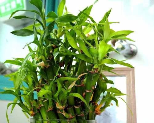 家里为什么不能养竹子？竹子在室内养殖有哪些问题？