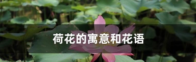 牡丹与荷花（牡丹-华丽之美的代表）