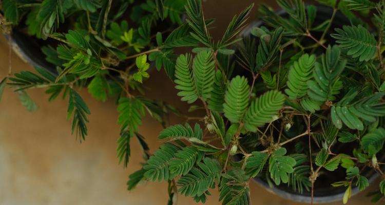 含羞草花语（含羞草花语象征和寓意的深刻内涵）