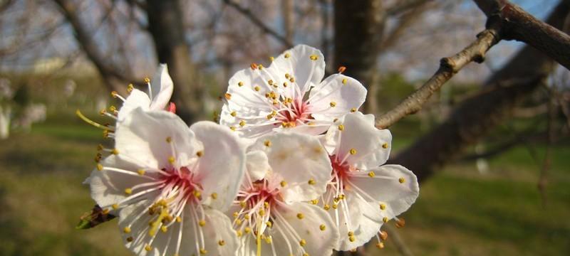 杏花的样子是什么样的？杏花有哪些独特特点？