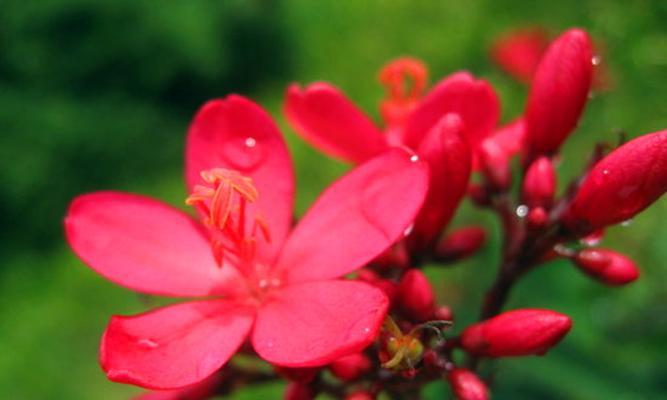 以鸡蛋花的花语和寓意为主题（探寻鸡蛋花背后的寓意和象征）