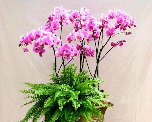 蝴蝶兰的象征意义与寓意（蝴蝶兰的美丽华彩与生命之轮）