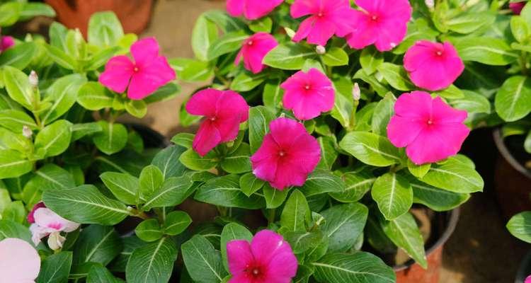 长春花多久开花一次?如何正确养护以促进花期?