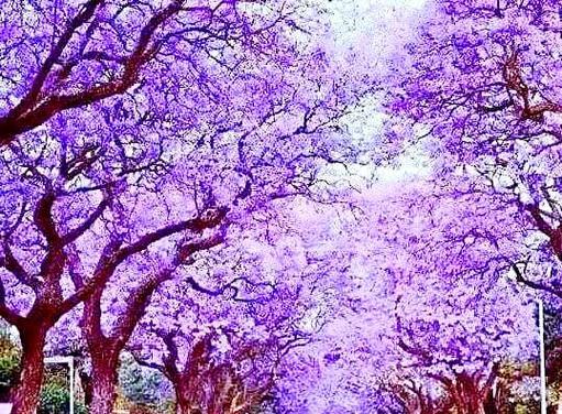 蓝花楹的花语与寓意（揭示蓝花楹的美丽与内涵）