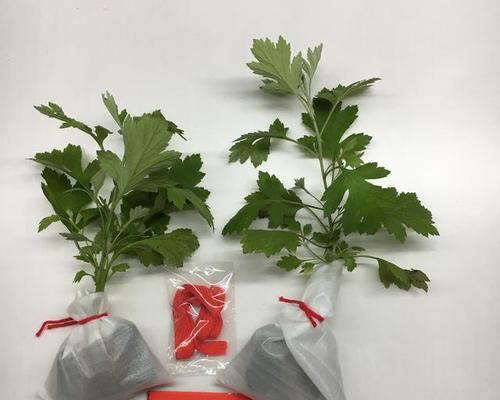 艾草扦插的成功率是多少?如何提高艾草扦插成活率?