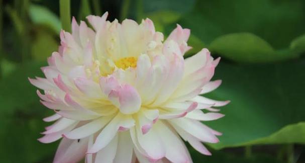 荷花的象征意义及文化价值（揭秘荷花的多重象征寓意）