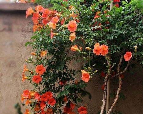 凌霄花剪枝的最佳时机是什么时候?剪枝后如何护理?