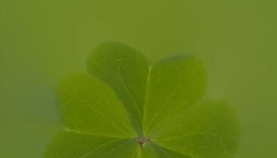 四叶草的神奇寓意与象征（揭示四叶草的吉祥之谜）