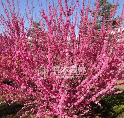 榆叶梅扦插方法是什么？成功率高吗？