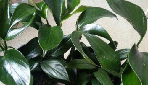 一叶兰适合放客厅吗？客厅哪个位置摆放最合适？