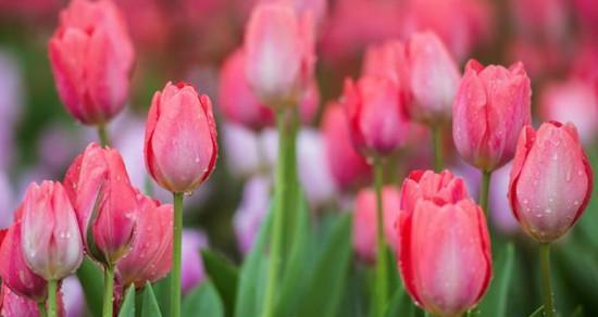 粉色郁金香（传达爱意的柔美之花）