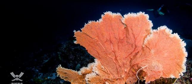 珊瑚是藻类植物吗？揭开珊瑚与藻类的神秘关系？