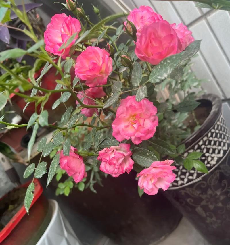 用花朵传递可爱的魅力（从花海中感受可爱与温馨的力量）