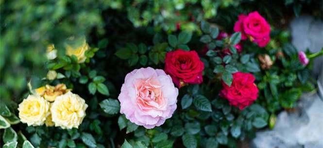 月季花的花语与寓意（用花语诠释内心世界的月季花）