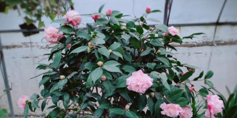 盆栽茶花养殖方法有哪些?需要注意哪些事项? 盆栽茶花养殖方法有哪些?需要注意哪些事项?