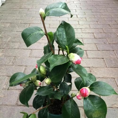 盆栽茶花养殖方法有哪些？需要注意哪些事项？