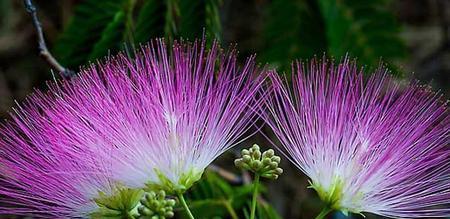 合欢花（传说中的合欢花与相爱情侣的永恒誓言）