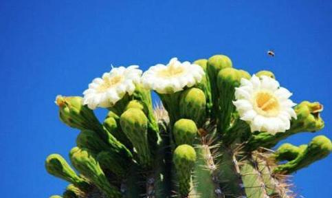 仙人掌花语之含义与意义(探寻仙人掌的花语) 仙人掌花语之含义与意义(探寻仙人掌的花语)