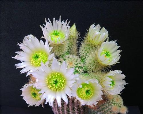 仙人掌花语之含义与意义(探寻仙人掌的花语) 仙人掌花语之含义与意义(探寻仙人掌的花语)