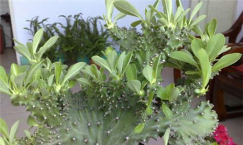 玉麒麟养殖旺盛的秘诀是什么？如何确保其生长茂盛？