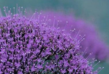 爱情的花语——以玫瑰为主题的深情之花（向你表达深情的玫瑰花语）